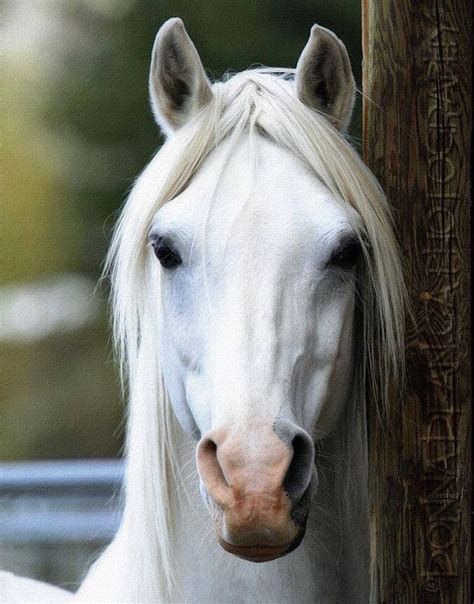 Pin De Deborah Studebaker En Horses Fotografía De Caballos Fotos De