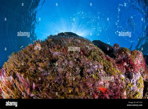 Underwater Scenery With Red Algae Limu Kohu Asparagopsis Taxiformis