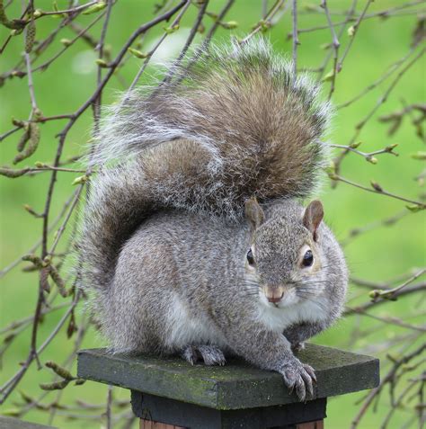 What You Need To Know About Squirrels Animalkind