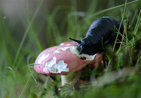 Maybe you would like to learn more about one of these? slugs | Sibyllogy.com