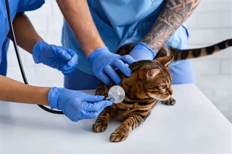 heart murmur in cats symptoms and treatment liberty lake vets