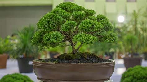 How To Take Care Of Bonsai Trees Homegrown Garden