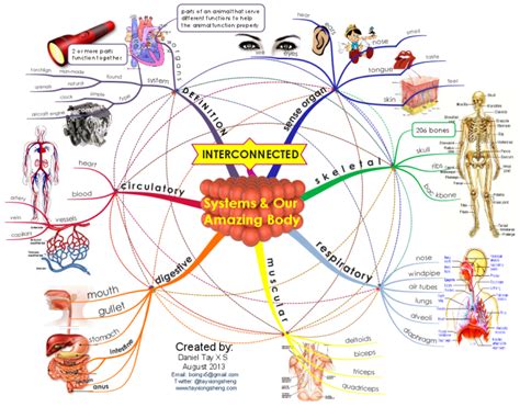 Systems And Our Amazing Body Free Mind Map Miúdos Pinterest