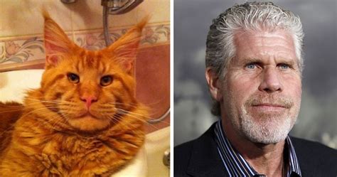 Another Cat That Looks Like The Famous Actor Ron Perlman Rctllrp