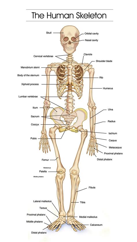 The Human Skeleton Is Shown With Labels On Each Side And Labeled In Different Parts Including The