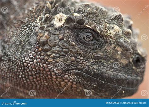 Marine Iguana On Sombrero Chino Galapagos Stock Photo Image Of