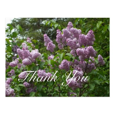Thank You Purple Lilac Bush Postcard Zazzle