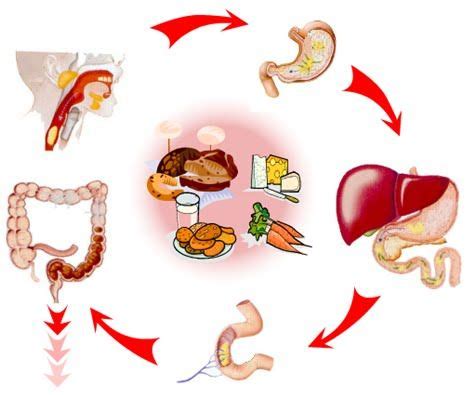 etapas del proceso digestivo, que es el proceso digestivo, sistema ...