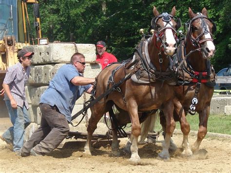 Draft Horse Pulling Competition And That Man Is Breaking A Rule No