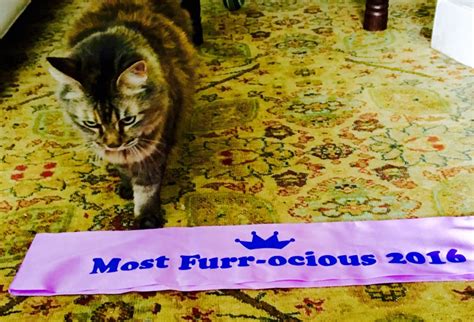 Catching Up With The Catcon Muse Catcon Worldwide