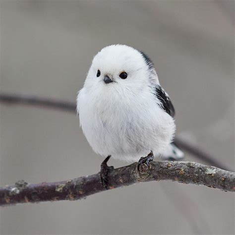 Long Tailed Tit Telegraph