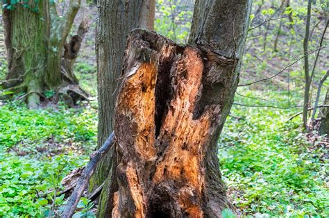 Help My Trees Are Rotting Learn What Causes Wood Rot In The Landscape