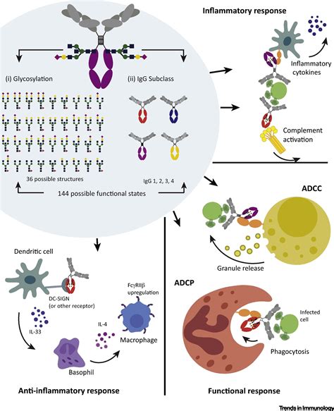 The Immunoregulatory Roles Of Antibody Glycosylation Trends In Immunology