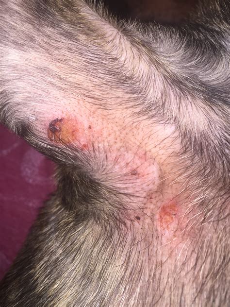 Pug Has Redness And Sores In Armpit Area Just Noticed The