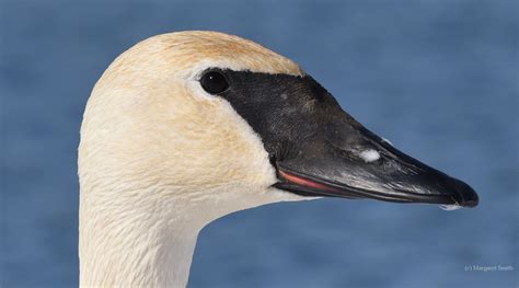 Voice Head And Bill Adult Swan Id Trumpeter Swan Society