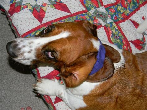 Basset Ear Yeast Infections Basset Hounds Basset Hound Dog Forums