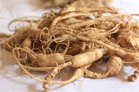 korean ginseng plant seeds panax ginseng 20 seeds passion for plantation
