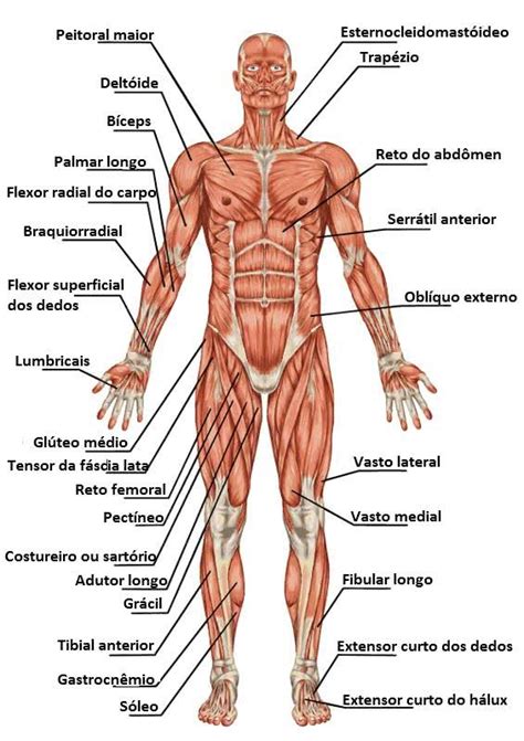 Sistema Muscular Toda Matéria