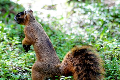 Field Notes And Photos Big Cypress Fox Squirrel Sciurus Niger Avicennia
