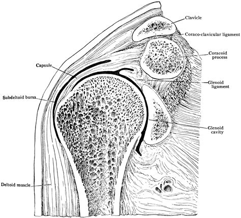 Shoulder Skeletal System