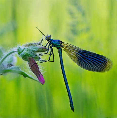 Free Images Nature Wing Flower Green Insect Fauna Invertebrate