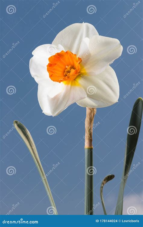 Daffodil With A Blue And Cloudy Sky In The Background Narcissus Stock