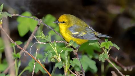 31 Yellow Birds In Indiana Id And Song Guide