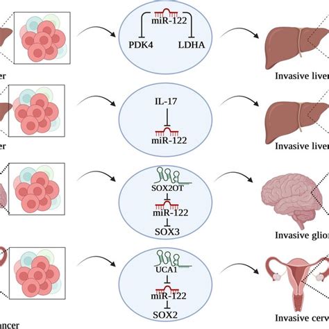 An Overview Of The Regulatory Role Of Mir In Cancer Stem Cells In