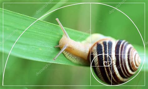 One such example is the golden ratio. Images: golden ratio in nature | Illustration of golden ...