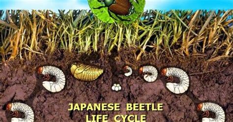 Protecting Your Garden From Japanese Beetles The Benefits Of Applying
