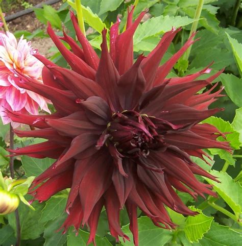 B Varieties Colorado Dahlia Society