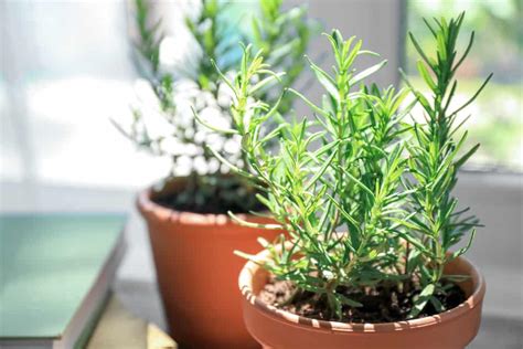 How To Plant And Grow Rosemary Everything You Need To Know Organize