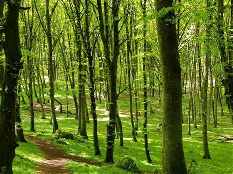 The 10 Best Italy Forests With Photos Tripadvisor