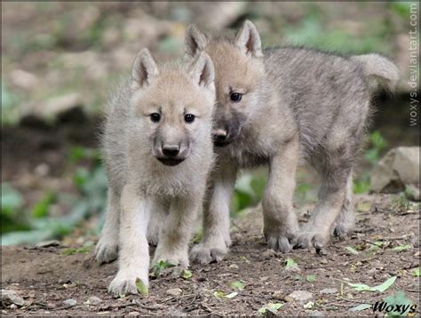 Adorable Baby Wolves By Woxys On Deviantart