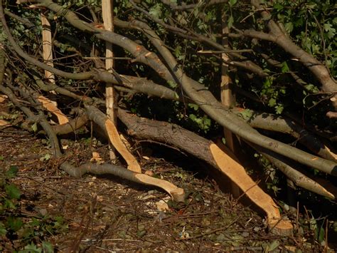 Underwood Hedge Laying