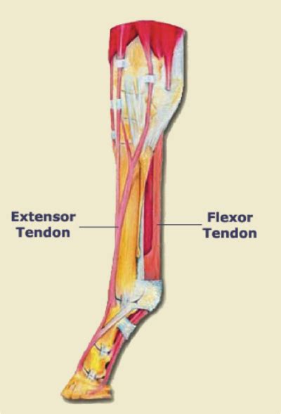 Leg Tendon Developing Strength Stability In The Foot Ankle And Lower
