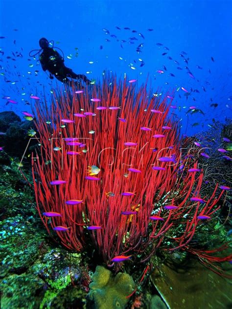 Scarlet Red Soft Qirt Corals Sea Life Ocean Ocean Creatures Coral