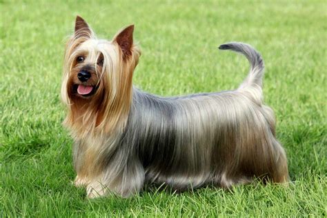 Silky Terrier Dog Breed Information And Characteristics