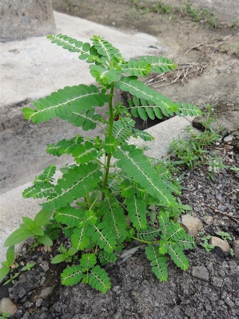 Herbs From Distant Lands Phyllanthus Niruri Stonebreaker Chanca