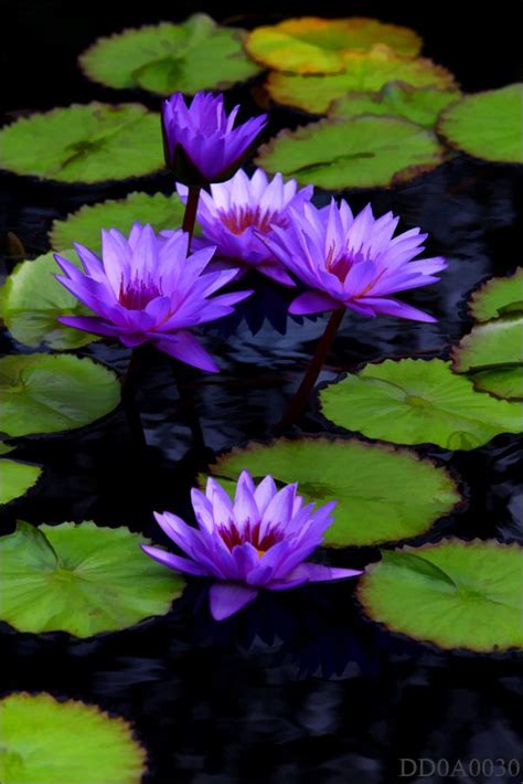 Water Lily Water Lily Bahman Farzad Flickr Exotic Flowers