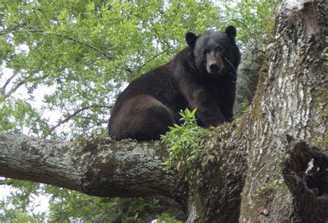 Want To Hunt A Louisiana Black Bear Some Do Louisiana Illuminator