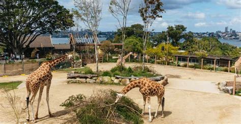 Zoo De Taronga Sydney Réservez Des Tickets Pour Votre Visite