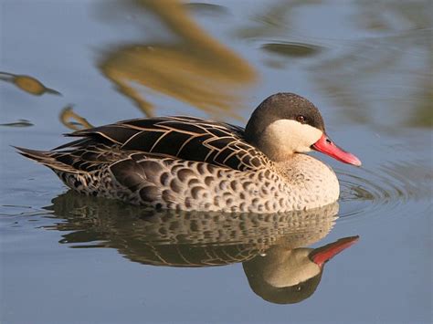 Red Billed Teal Anas Erythrorhyncha Duck Species Red Bill Game