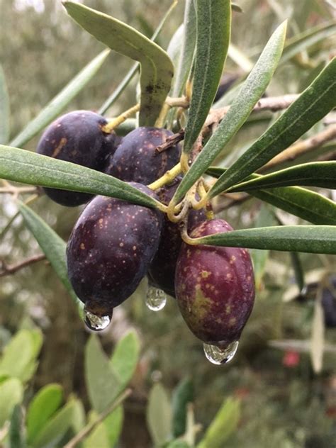 With Over 800 Cultivars Of Olive Tree If Its Fruit Youre