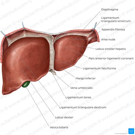Ligamentum Teres Hepatis Hot Sex Picture