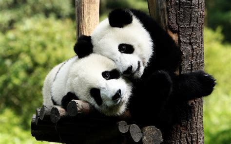 panda wallpapers pictures images