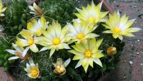 Pianta palustre a fiori gialli; Pianta Grassa Con Fiori Gialli A Grappolo - Piante da vaso ...