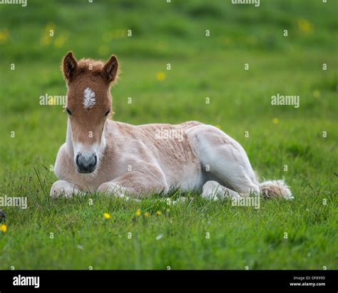Newborn Foal Iceland Purebred Icelandic Horse Stock Photo Alamy