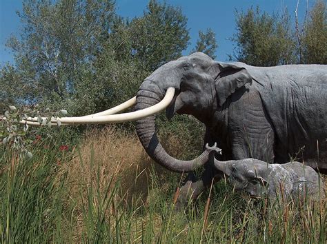 Straight Tusked Elephant Facts And Figures