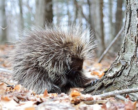 Porcupine Hunting Related Pictures Hunting New York Ny Empire